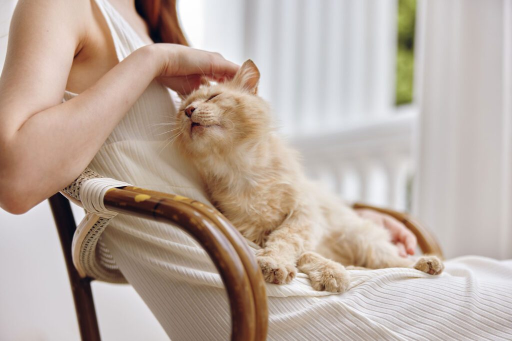 A cat is laying on someone 's lap while they sit in a chair.